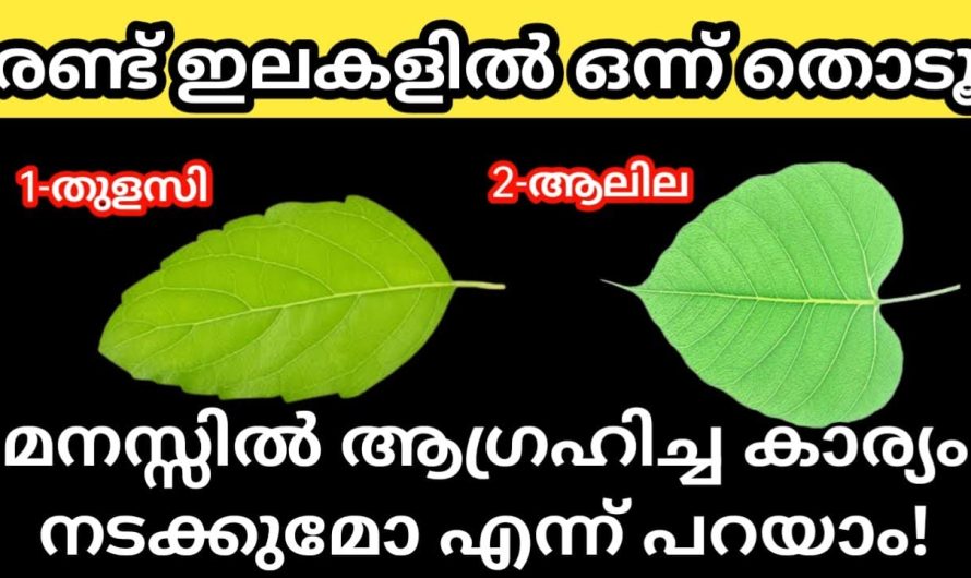 നിങ്ങളുടെ ആഗ്രഹം നടക്കുമോ എന്ന് പറയാം ഇതാ രണ്ട് ദിവ്യ ഇലകളിൽ ഒന്ന് തൊടൂ