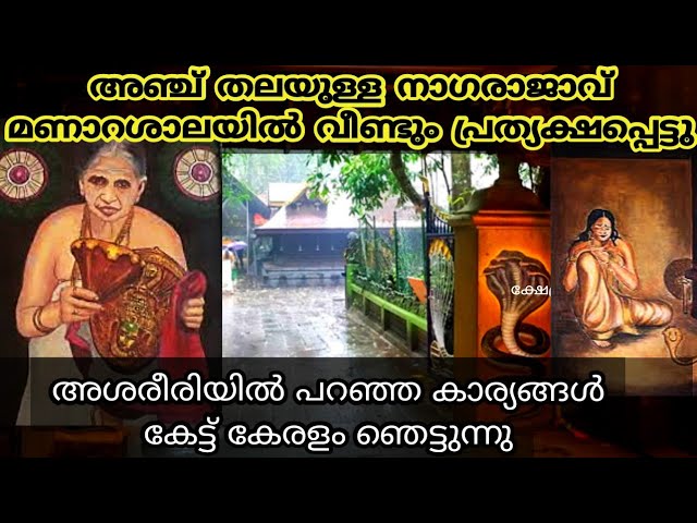 മണ്ണാറശാലയിൽ വീണ്ടും അഞ്ചു തലയുള്ള നാഗരാജാവ് പ്രത്യക്ഷപ്പെട്ടു