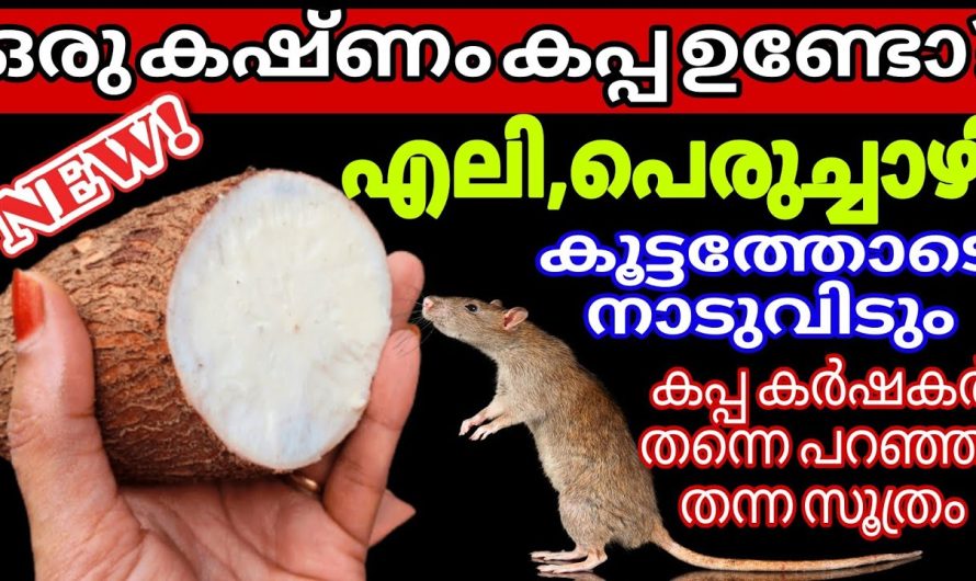 എലി പെരുച്ചാഴി ശല്യം ഇല്ലാതാക്കാൻ , കപ്പ ഉപയോഗിച്ച് ഉള്ള സൂത്രം