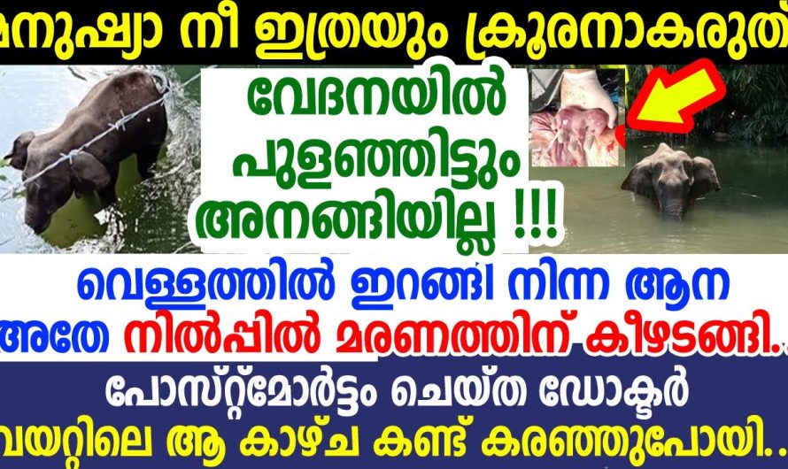 മലയാളികളുടെ നെഞ്ച് പൊള്ളിക്കുന്നത്; ഈ ആനയുടെ മരണമാണ്  മനുഷ്യന്‍ ഇത്ര ക്രൂരനോ?