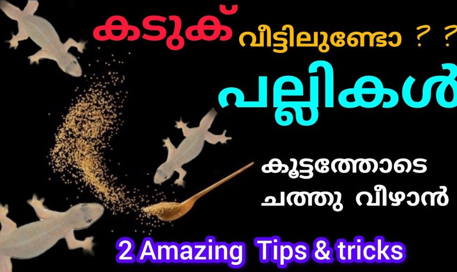 ഒരു സ്പൂണ്‍ കടുക് മാത്രം മതി, പല്ലികൾ കൂട്ടത്തോടെ ചത്തു വീഴാന്‍