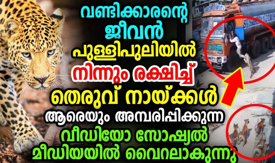 പുള്ളിപുലിയിൽ നിന്നും വണ്ടിക്കാരന്റെ ജീവൻ രക്ഷിച്ച് തെരുവ് നായ്ക്കൾ, വീഡിയോ വൈറലാകുന്നു