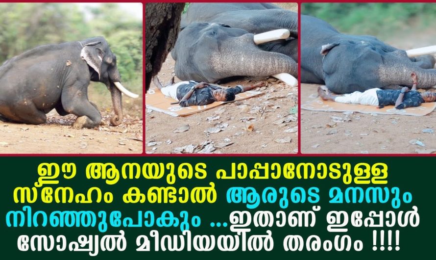 ആരുടെ മനസും നിറഞ്ഞുപോകും, ഈ ആനയുടെ സ്നേഹം കണ്ടാൽ