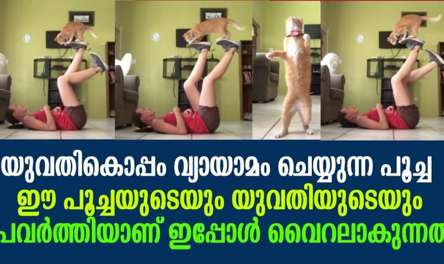 ഇപ്പോൾ യുവതികൊപ്പം വ്യായാമം ചെയ്യുന്ന പൂച്ച ഈ പൂച്ചയുടെയും യുവതിയുടെയും പ്രവർത്തിയാണ് വൈറലാകുന്നത് !