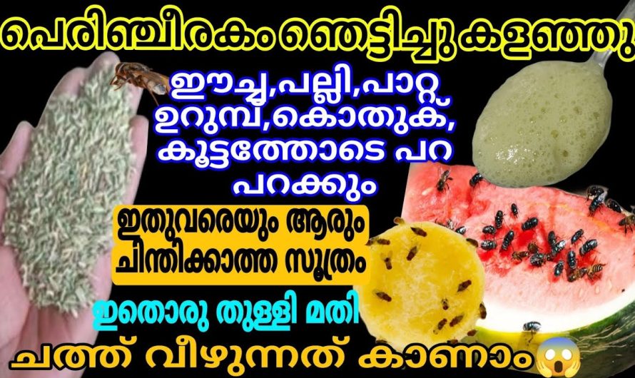 പെരിഞ്ചീരകം ഞെട്ടിച്ചു കളഞ്ഞു കൂട്ടത്തോടെ ഈച്ച പല്ലി പാറ്റ ഇവയെ ഓടിക്കാം