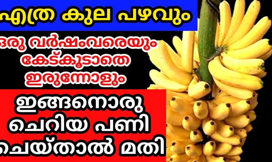 കേടാകാതെ നാളുകളോളം ഉപയോഗിയ്ക്കാം, എത്ര പഴുത്തുപോയ പഴവും