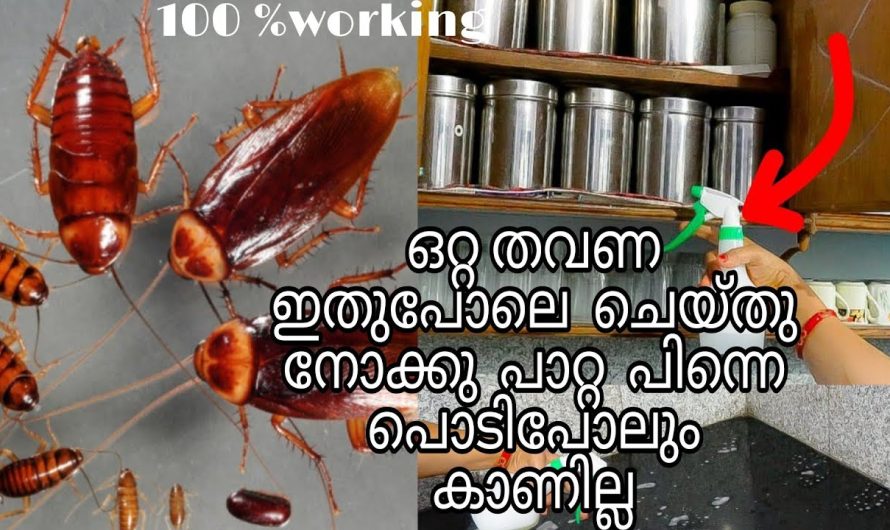 ഇതുപോലെ ഒരു തവണ ചെയ്താൽ മതി പിന്നെ പറ്റാ പ്രദേശത്ത് കാണില്ല