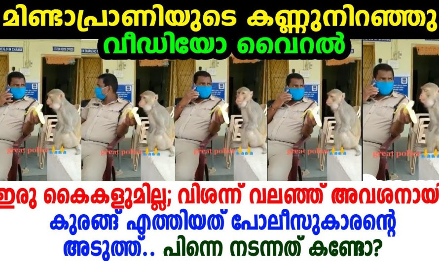 പോലീസിനരികില്‍ വിശന്ന് പൊരിഞ്ഞ് കൈകള്‍ നഷ്ടമായ കുരങ്ങ് എത്തിയപ്പോള്‍