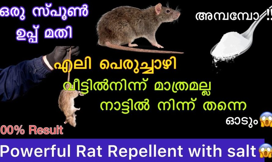 വീട്ടിൽനിന്ന് മാത്രമല്ല നാട്ടിൽ നിന്ന് തന്നെ എലി പെരുച്ചാഴി ഓടും