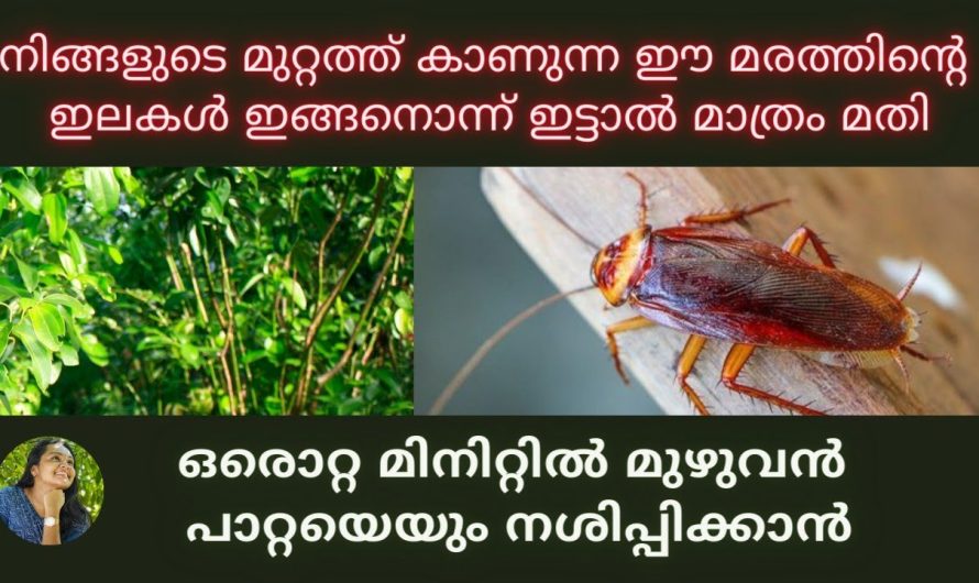 ഒരൊറ്റ മിനിറ്റിൽ അറിയാതെ പോകല്ലേ,ഈ ഇല മതി പാറ്റയെ തുരത്താൻ