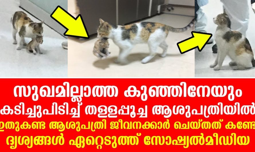 തള്ളപ്പൂച്ച സുഖമില്ലാത്ത കുഞ്ഞിനേയും കടിച്ചുപിടിച്ച് ആശുപത്രിയില്‍ ഇതുകണ്ട ആശുപത്രി ജീവനക്കാർ ചെയ്തത്