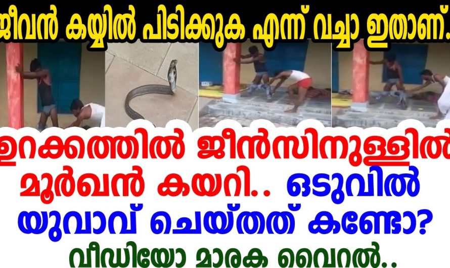 ജീന്‍സില്‍ ഏഴുമണിക്കൂര്‍ പാമ്പ് കയറി.. യുവാവ് ജീവന്‍ രക്ഷിക്കാന്‍ ചെയ്തത്..വീഡിയോ വൈറല്‍