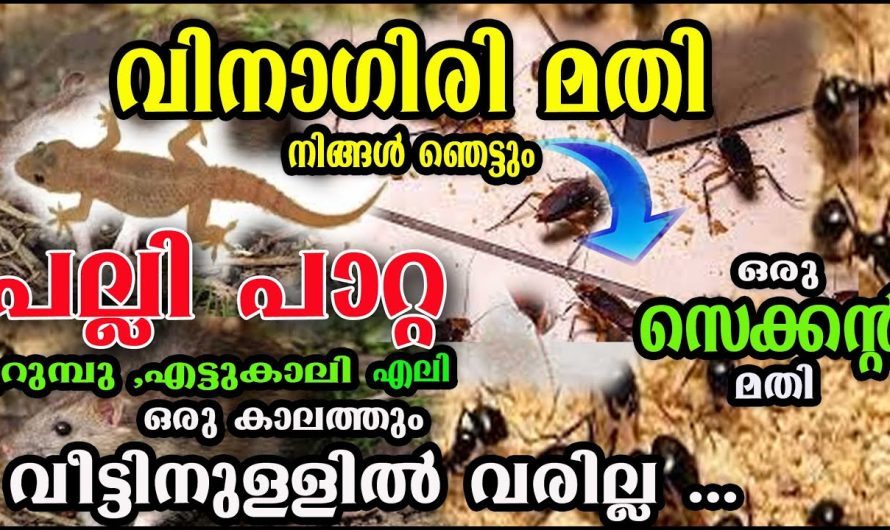 ഇത് ഒന്ന് മതി വീട്ടിൽ  പാറ്റ, പല്ലി, എലി ഒന്നും കാണില്ല