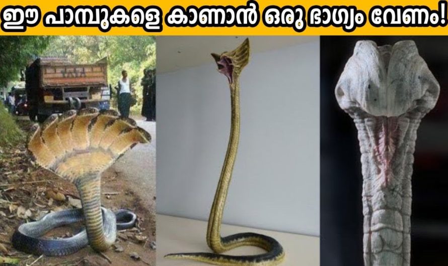 സൂക്ഷിക്കണം ഈ പാമ്പുകളെ കണ്ടാൽ!