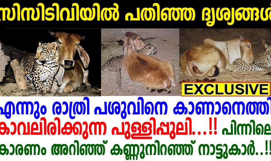 പുതിയ പശുവിനെ വാങ്ങിയശേഷം രാത്രി ചെന്ന് നോക്കിയ കര്‍ഷകനെ ഞെട്ടിച്ച കാഴ്ച!!!