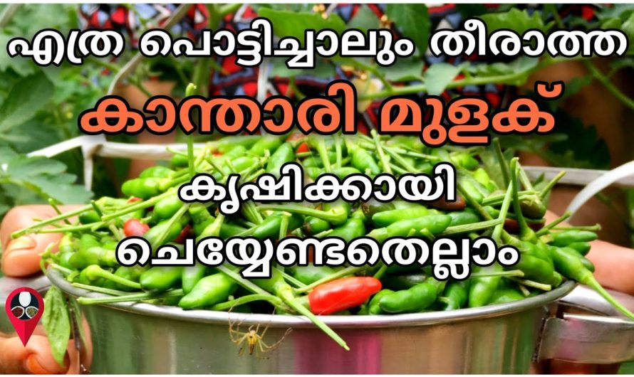 തിങ്ങി നിറഞ്ഞു ഇടയില്ലാതെ കാന്താരി മുളകു വളരാൻ