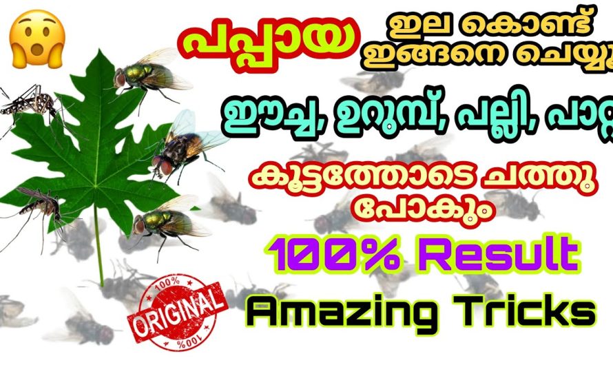 ഈച്ച, പല്ലി, പാറ്റ, കൂട്ടത്തോടെ ഓടും പപ്പായ ഇല ഞെട്ടിച്ചു കളഞ്ഞു