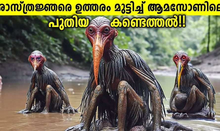 വിചിത്രമായ കണ്ടെത്തൽ! ആമസോൺ വനത്തിൽ, ചിത്രങ്ങൾ കണ്ടു കണ്ണ് തള്ളി ശാസ്ത്രലോകം