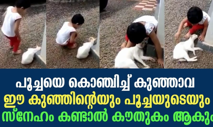 പൂച്ചയെ കൊഞ്ചിച്ച് കുഞ്ഞാവ പൂച്ചയുടെയും ഈ കുഞ്ഞിന്റെയും സ്നേഹം കണ്ടോ !!!!