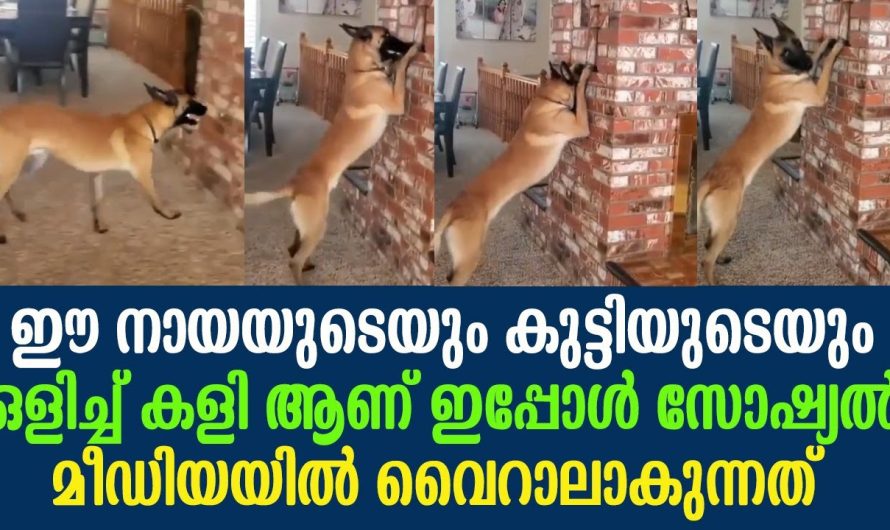 ഇപ്പോൾ സോഷ്യൽ മീഡിയയിൽ വൈറാലാകുന്നത്, ഈ നായയുടെയും കുട്ടിയുടെയും ഒളിച്ച് കളി ആണ്