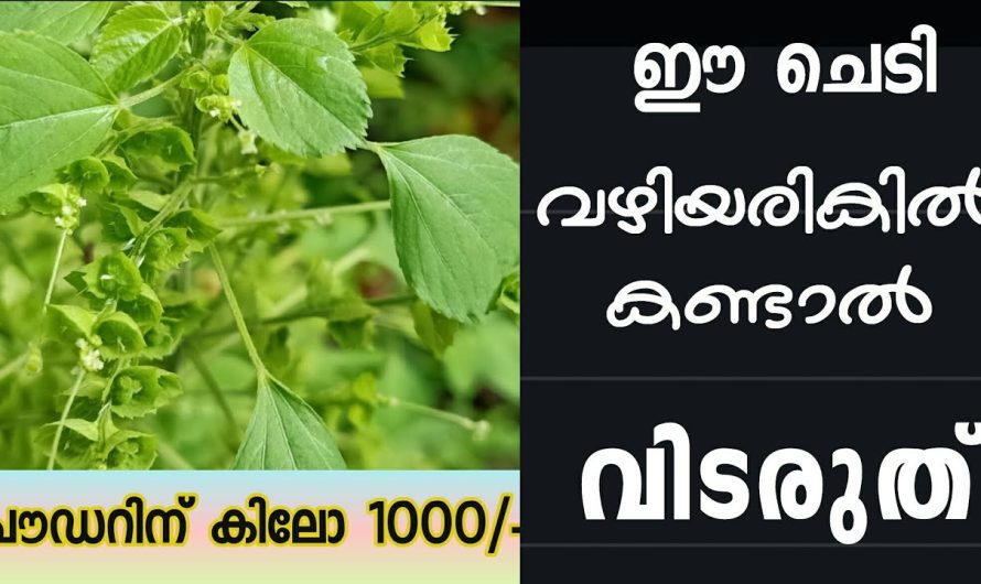 വഴിയരികിൽ ഉള്ള ഈ ചെടിയുടെ വില കേട്ടോ