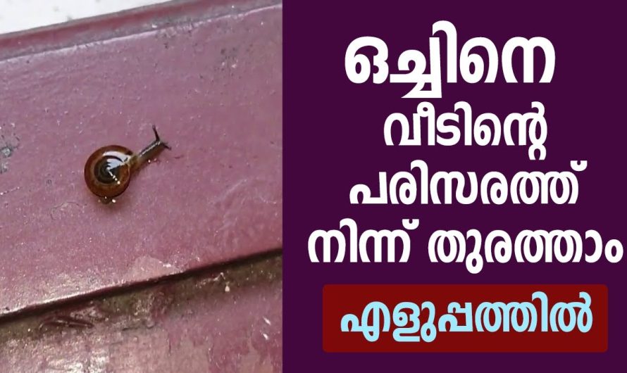 വീടിന്റെ പരിസരത്ത് നിന്ന് ഒച്ചിനെ തുരത്താം. 5 പൈസ ചിലവില്ലാതെ