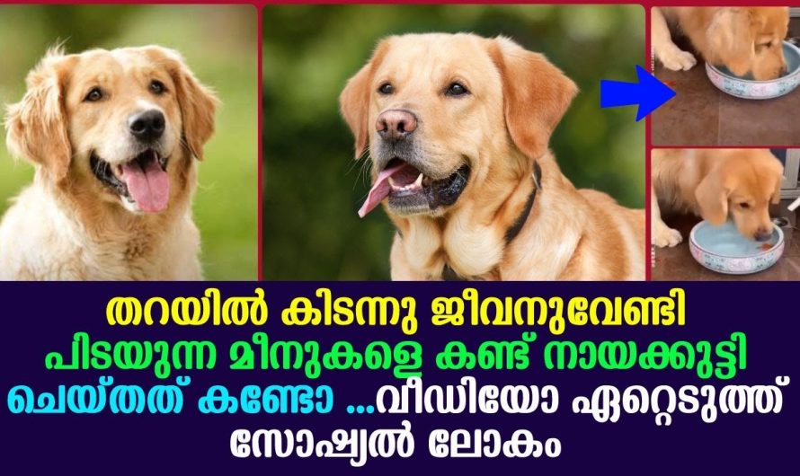 നായക്കുട്ടി തറയിൽ കിടന്നു ജീവനുവേണ്ടി പിടയുന്ന മീനുകളെ കണ്ട് ചെയ്തത് കണ്ടോ !!!