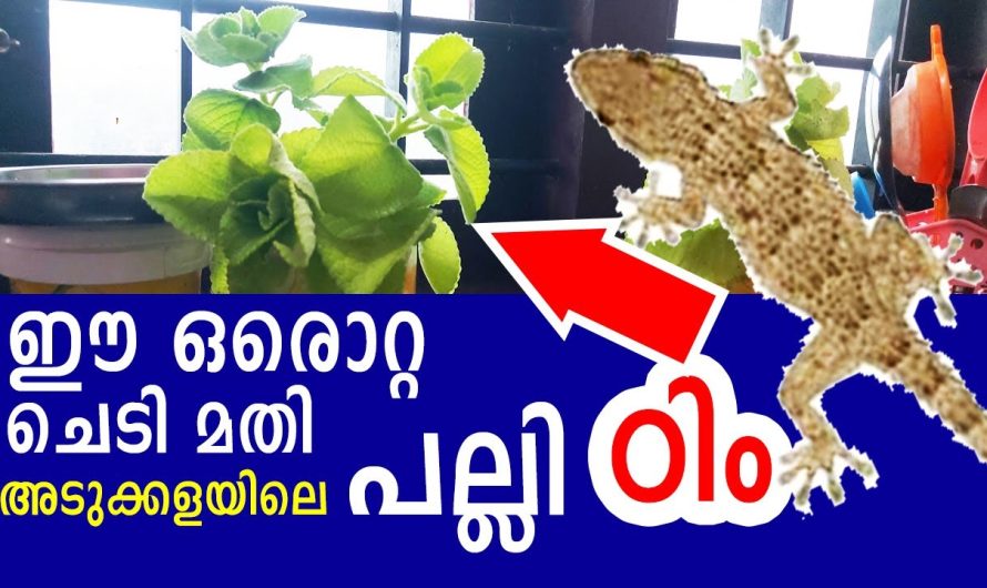 അടുക്കളയിലെ പല്ലി ഠിം ഈ ഒരൊറ്റ ചെടി മതി