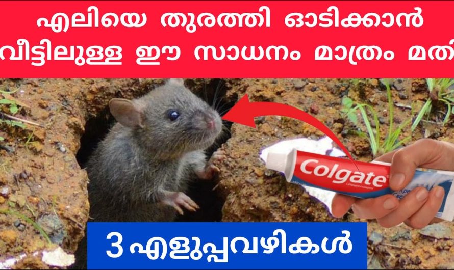 3 എളുപ്പവഴികൾ എലിയെ തുരത്തി ഓടിക്കാൻ, ഇനി ഏലി നാട്ടിൽ കാണില്ല