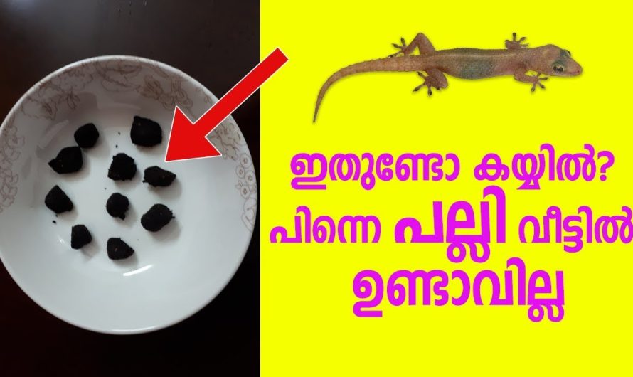 ഇതുണ്ടോ കയ്യിൽ? പിന്നെ വീട്ടിൽ പല്ലി ഉണ്ടാവില്ല നല്ല ഒരു ടിപ്പ്