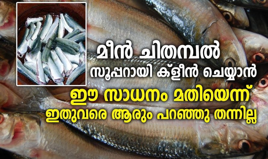 ഈ സാധനം മതിയെന്ന് മീൻ ചിതമ്പൽ സൂപ്പറായി ക്‌ളീൻ ചെയ്യാൻ ആരും പറഞ്ഞു തന്നില്ല