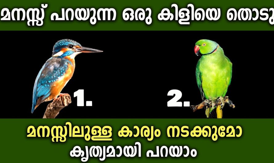 കൃത്യമായി പറയാം നിങ്ങൾ ചിന്തിക്കുന്ന കാര്യം നടക്കുമോ എന്ന് ,അതിസൂക്ഷ്മ പ്രവചനം ഇത് ഫലിക്കും