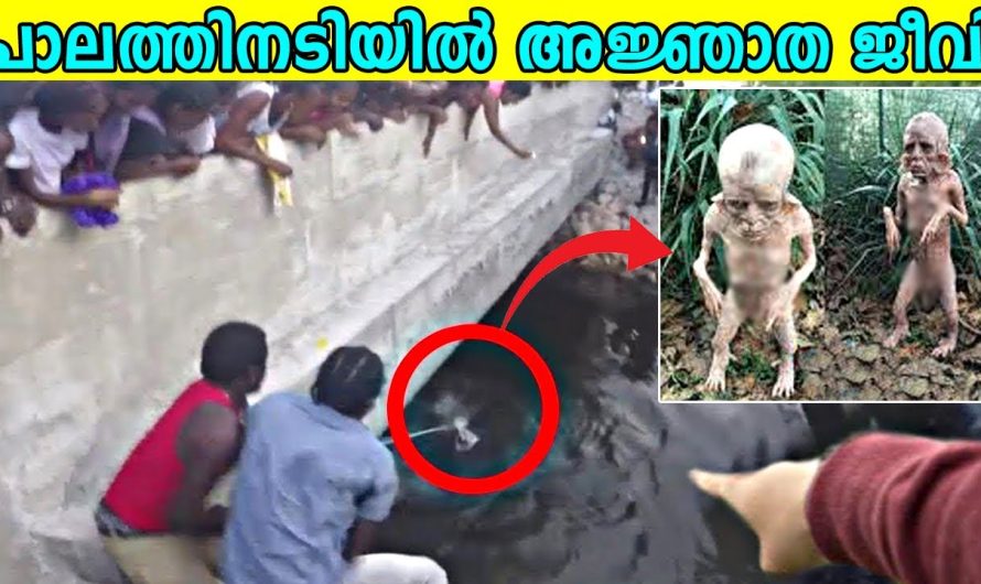 അജ്ഞാത ജീവിയെ പാലത്തിനടിയിൽ നിന്നും കണ്ടെത്തിയപ്പോൾ