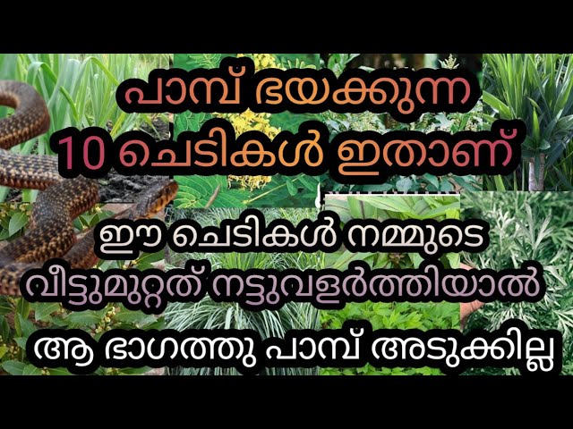 പാമ്പിനെ ഭയക്കേണ്ട ഈ ചെടികൾ വീട്ടിൽ ഉണ്ടെങ്കിൽ പിന്നെ ഈ ഭാഗത്തുകൂടെ പാബ് വരില്ല