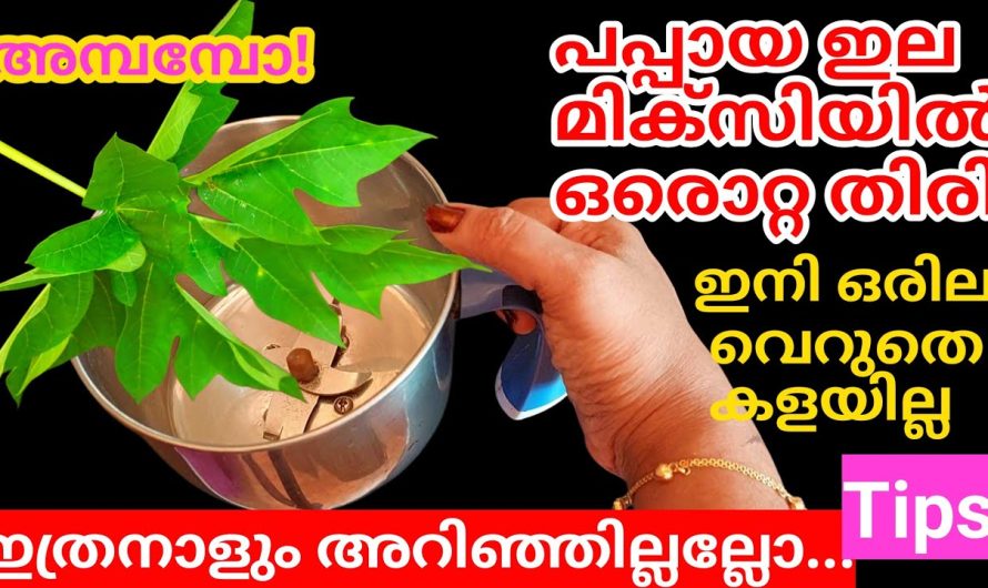 മിക്സിയിൽ ഒരൊറ്റ തിരി, അറിയാതെ പോകല്ലേ പപ്പായ ഇലയുടെ ഉപകാരം