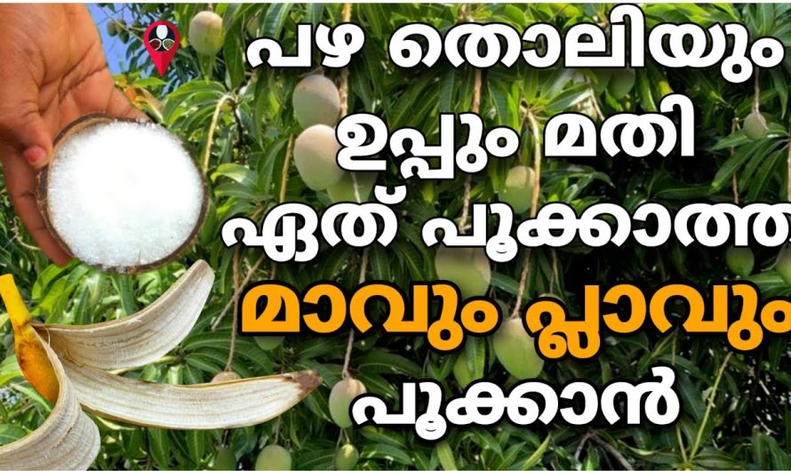 ഉപ്പും പഴ തൊലിയും മതി, മാവും പ്ലാവും കായ്ക്കാൻ പൂക്കാൻ