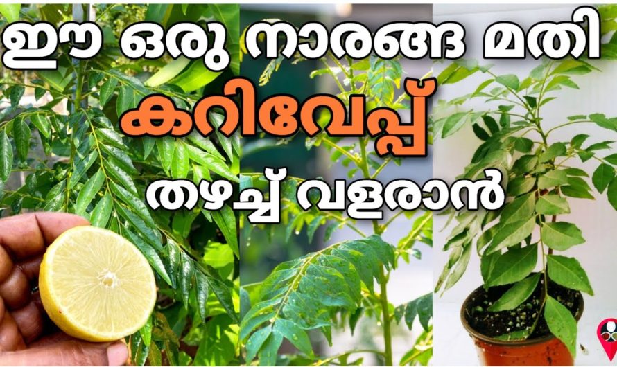 ഇനി തഴച്ച് വളരും കറിവേപ്പ്, കണ്ടോ, അത്ഭുതം തന്നെ