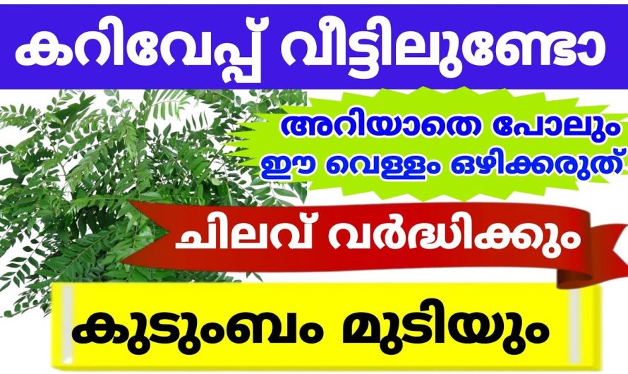 സർവ്വനാശം കുടുംബത്തിന് വരുന്നതായിരിക്കും, കറിവേപ്പ് വീട്ടിലുള്ളവർ ഈ കാര്യങ്ങൾ ശ്രദ്ധിച്ചില്ലെങ്കിൽ