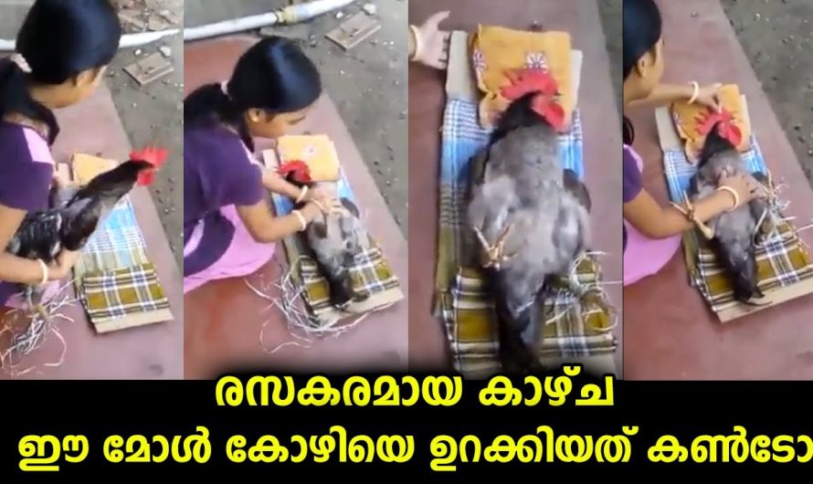 ഈ മോൾ കോഴിയെ ഉറക്കിയത് കണ്ടോ..രസകരമായ സംഭവം കണ്ടു സോഷ്യൽ മീഡിയ