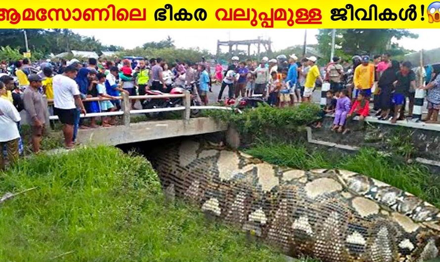 ആമസോണിലെ ജീവി അവസാനം എത്തിപ്പെട്ടത് എവിടെയാണെന്ന് കണ്ടോ