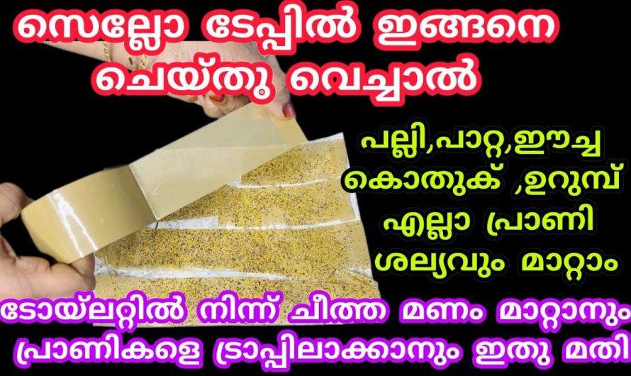 സുഗന്ധം നിറയ്ക്കാനും പല്ലി, പാറ്റ ,കൊതുക്, ഉറുമ്പ് ശല്യം മാറ്റാനും ഇങ്ങനെ ചെയ്താൽ മതി