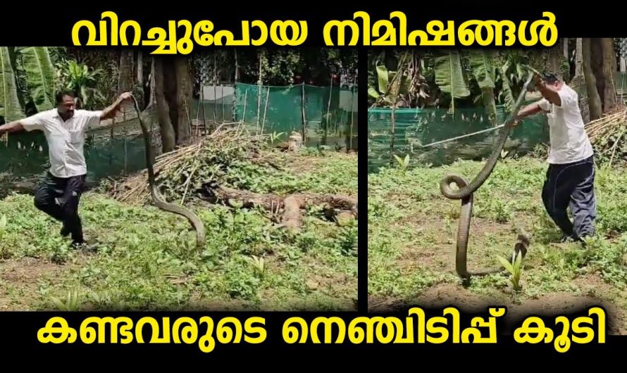 ഭാഗ്യത്തിന് വലിയ പ്രശ്നമില്ലാതെ രക്ഷപ്പെട്ടു, കണ്ടു നിന്നവരുടെ നെഞ്ചിടിപ്പുപോലും കൂടിപ്പോയി…