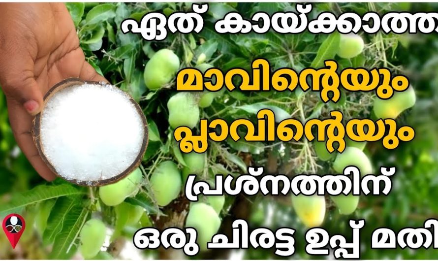 മാവും പ്ലാവും കായ്ക്കാൻ, ഇതിലും വേറെ മാർഗം ഇല്ലാ