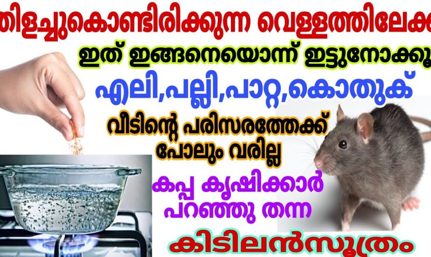 നാട്ടിൽ നിന്ന് തന്നെ ഓടും, 100% എലി പല്ലി പാറ്റ വീട്ടിൽ നിന്ന്‌ മാത്രമല്ല