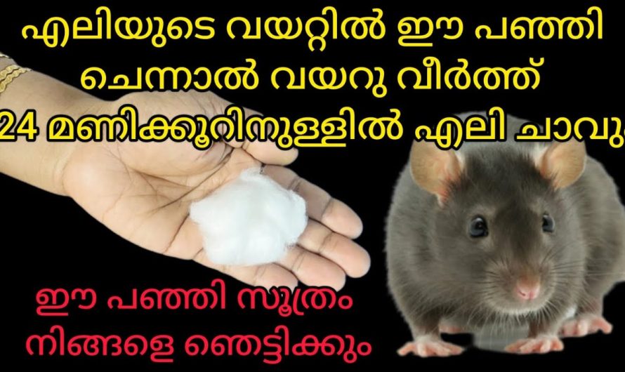 എലിയെ കൂട്ടത്തോടെ ഓടിക്കാൻ ഇതു മതി വിഷം വക്കാതെ തന്നെ