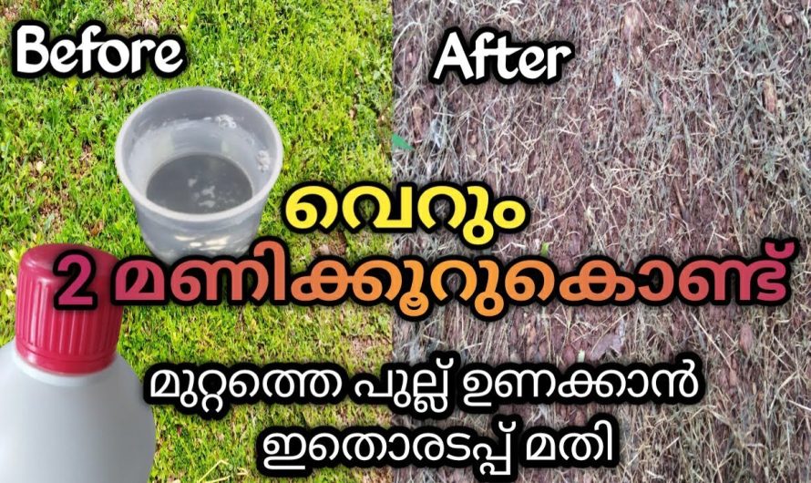 ഇനി ബുദ്ധിമുട്ടണ്ട പുല്ല് പറിച്ചു ഇങ്ങനെ ചെയ്യൂ