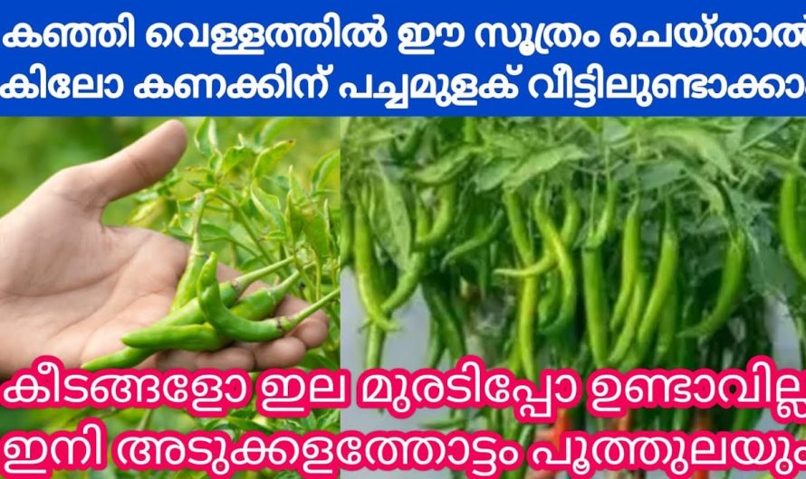 കിലോ തൂക്കം കണക്കിന് പച്ചമുളക് ഉണ്ടാക്കാം, കഞ്ഞിവെള്ളം ഉണ്ടോ വീട്ടിൽ