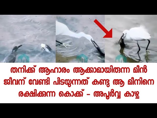 മറ്റ് ജീവികൾക്ക് തന്നെ മനുഷ്യനെക്കാൾ സ്നേഹവും അനുകമ്പയും ഉള്ളത് – ഹൃദയം തൊടുന്ന വീഡിയോ