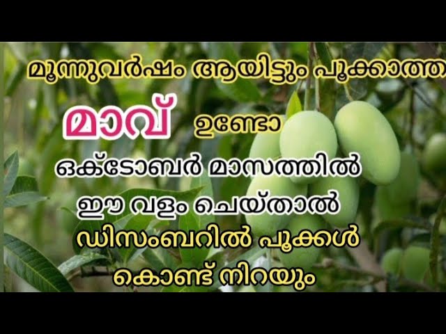 ഈ ഒരു ഒറ്റ വളം മാത്രം മതി, ഏത് പൂക്കാത്ത മാവും പൂക്കാൻ