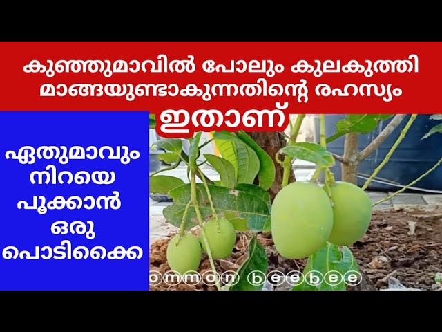 ഒരു രഹസ്യ ഫോർമുല ഏതു മാവും പൂക്കാൻ,ഒരു തവണ ഒന്ന് നോക്കൂ